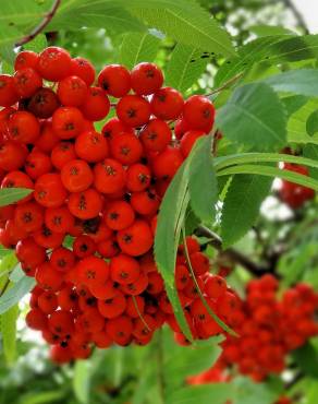 Fotografia 10 da espécie Sorbus aucuparia no Jardim Botânico UTAD