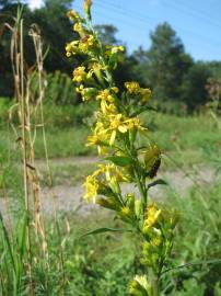Fotografia da espécie Solidago virgaurea
