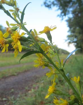 Fotografia 8 da espécie Solidago virgaurea no Jardim Botânico UTAD