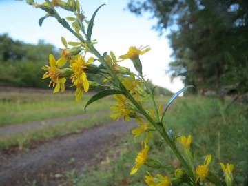 Fotografia da espécie Solidago virgaurea