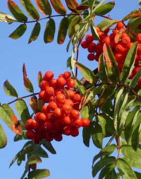 Fotografia 11 da espécie Sorbus aucuparia no Jardim Botânico UTAD