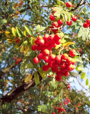 Fotografia 12 da espécie Sorbus aucuparia no Jardim Botânico UTAD