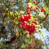 Fotografia 12 da espécie Sorbus aucuparia do Jardim Botânico UTAD