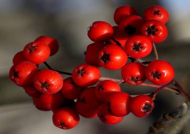 Fotografia da espécie Sorbus aucuparia