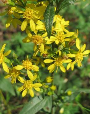 Fotografia 9 da espécie Solidago virgaurea no Jardim Botânico UTAD