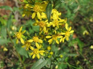 Fotografia da espécie Solidago virgaurea