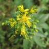 Fotografia 10 da espécie Solidago virgaurea do Jardim Botânico UTAD