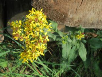 Fotografia da espécie Solidago virgaurea