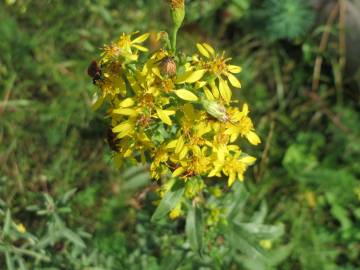 Fotografia da espécie Solidago virgaurea