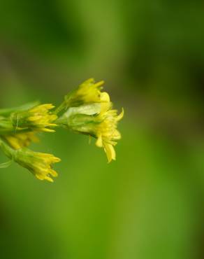 Fotografia 15 da espécie Solidago virgaurea no Jardim Botânico UTAD