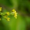 Fotografia 15 da espécie Solidago virgaurea do Jardim Botânico UTAD