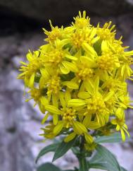 Solidago virgaurea