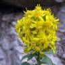 Fotografia 1 da espécie Solidago virgaurea do Jardim Botânico UTAD