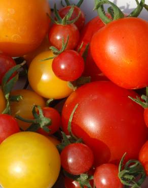 Fotografia 9 da espécie Solanum lycopersicum no Jardim Botânico UTAD