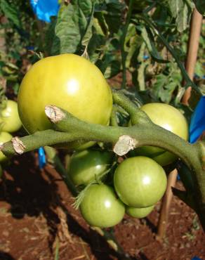 Fotografia 10 da espécie Solanum lycopersicum no Jardim Botânico UTAD