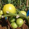 Fotografia 10 da espécie Solanum lycopersicum do Jardim Botânico UTAD