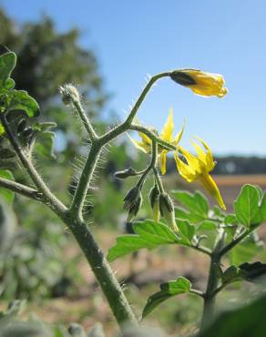 Fotografia 12 da espécie Solanum lycopersicum no Jardim Botânico UTAD