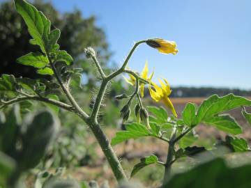 Fotografia da espécie Solanum lycopersicum