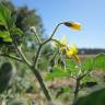 Fotografia 12 da espécie Solanum lycopersicum do Jardim Botânico UTAD