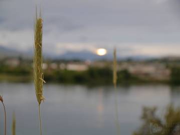 Fotografia da espécie Secale cereale