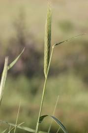 Fotografia da espécie Secale cereale