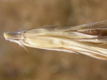 Fotografia da espécie Secale cereale