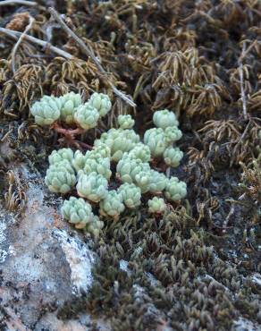 Fotografia 11 da espécie Sedum hirsutum no Jardim Botânico UTAD