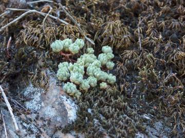 Fotografia da espécie Sedum hirsutum