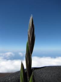 Fotografia da espécie Bromus catharticus