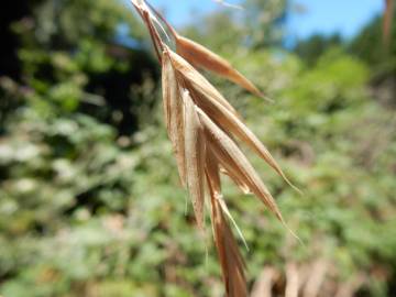 Fotografia da espécie Bromus catharticus