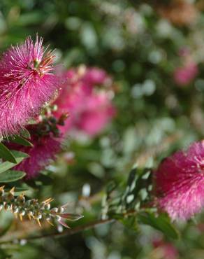 Fotografia 12 da espécie Callistemon citrinus no Jardim Botânico UTAD