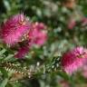 Fotografia 12 da espécie Callistemon citrinus do Jardim Botânico UTAD