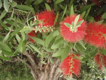 Fotografia da espécie Callistemon citrinus