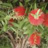 Fotografia 13 da espécie Callistemon citrinus do Jardim Botânico UTAD