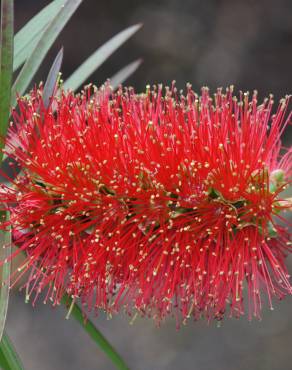 Fotografia 14 da espécie Callistemon citrinus no Jardim Botânico UTAD