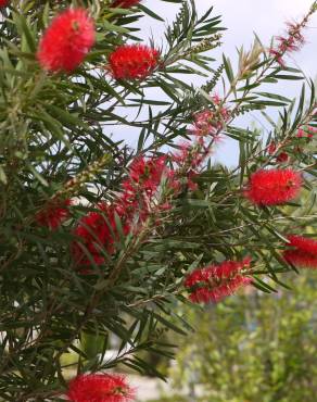 Fotografia 16 da espécie Callistemon citrinus no Jardim Botânico UTAD