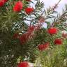 Fotografia 16 da espécie Callistemon citrinus do Jardim Botânico UTAD