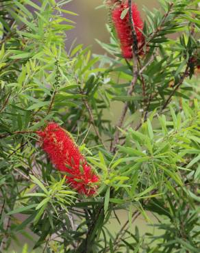 Fotografia 17 da espécie Callistemon citrinus no Jardim Botânico UTAD