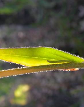 Fotografia 10 da espécie Camelina microcarpa no Jardim Botânico UTAD