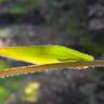 Fotografia 10 da espécie Camelina microcarpa do Jardim Botânico UTAD