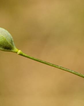 Fotografia 11 da espécie Camelina microcarpa no Jardim Botânico UTAD