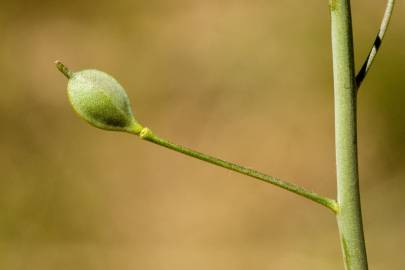 Fotografia da espécie Camelina microcarpa