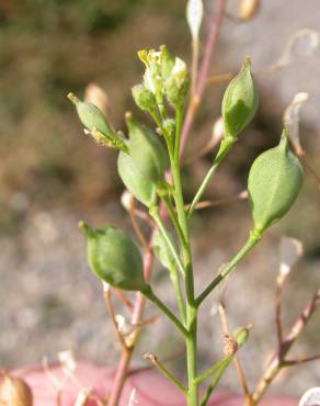 Fotografia 12 da espécie Camelina microcarpa no Jardim Botânico UTAD