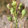 Fotografia 12 da espécie Camelina microcarpa do Jardim Botânico UTAD