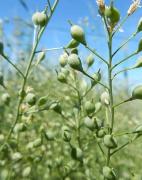 Fotografia 13 da espécie Camelina microcarpa no Jardim Botânico UTAD