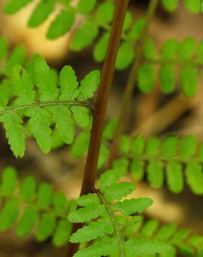 Fotografia 9 da espécie Athyrium filix-femina no Jardim Botânico UTAD