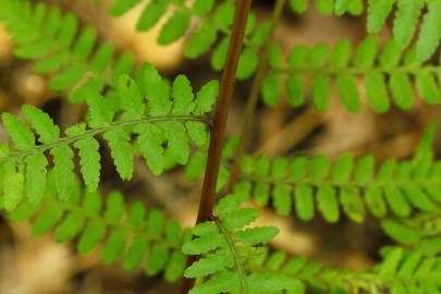 Fotografia da espécie Athyrium filix-femina