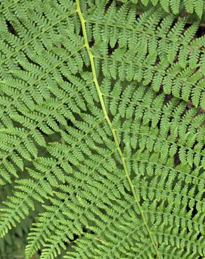 Fotografia 10 da espécie Athyrium filix-femina no Jardim Botânico UTAD