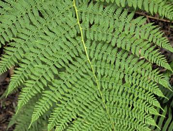 Fotografia da espécie Athyrium filix-femina