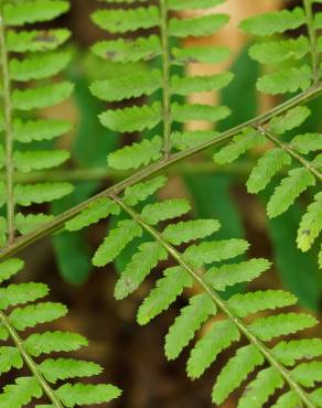 Fotografia 11 da espécie Athyrium filix-femina no Jardim Botânico UTAD